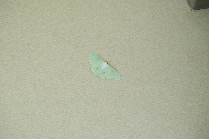 DSCF1466