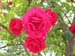 DSCN0417