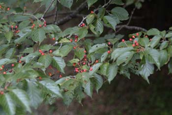 DSCF0007_1