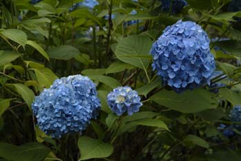 DSCF0008_1