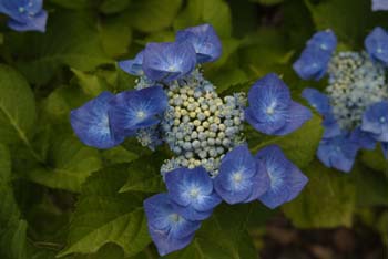 DSCF0009_1