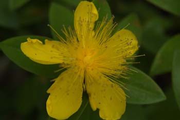 DSCF0015_1