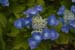 DSCF0009_1
