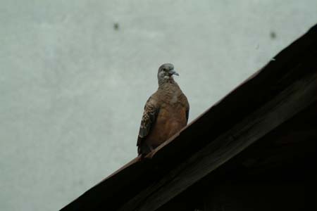 DSCF0044