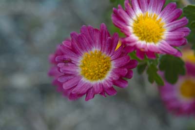 DSCF0003