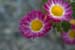 DSCF0003