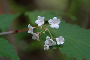 DSCF0102