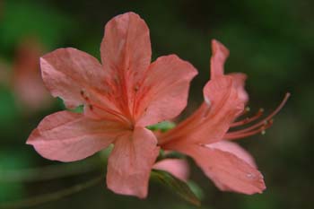 DSCF0103