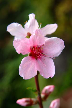 DSCF0002