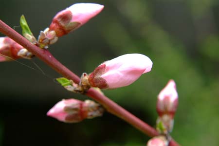 DSCF0004