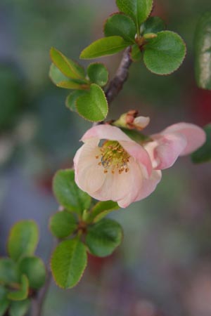 DSCF0011