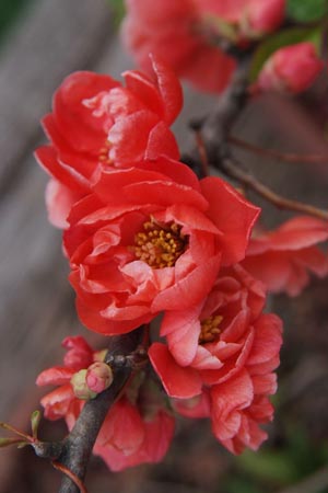 DSCF0012