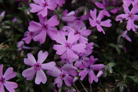 DSCF0067