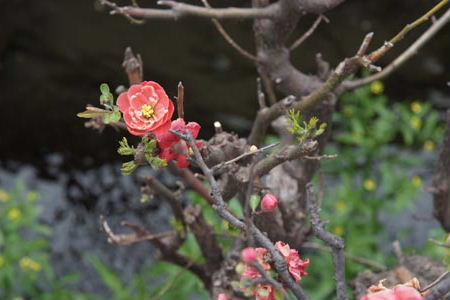DSCF0077