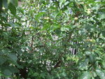 46863.jpg (626KB)