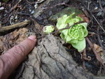 47845.jpg (610KB)