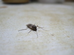 47972.jpg (601KB)