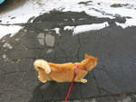 48973.jpg (796KB)