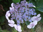 50325.jpg (607KB)