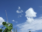 50436.jpg (593KB)